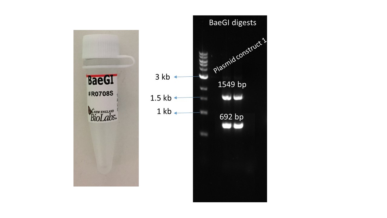 Restriction Enzyme Mediated Cloning Kit/Reagent Review